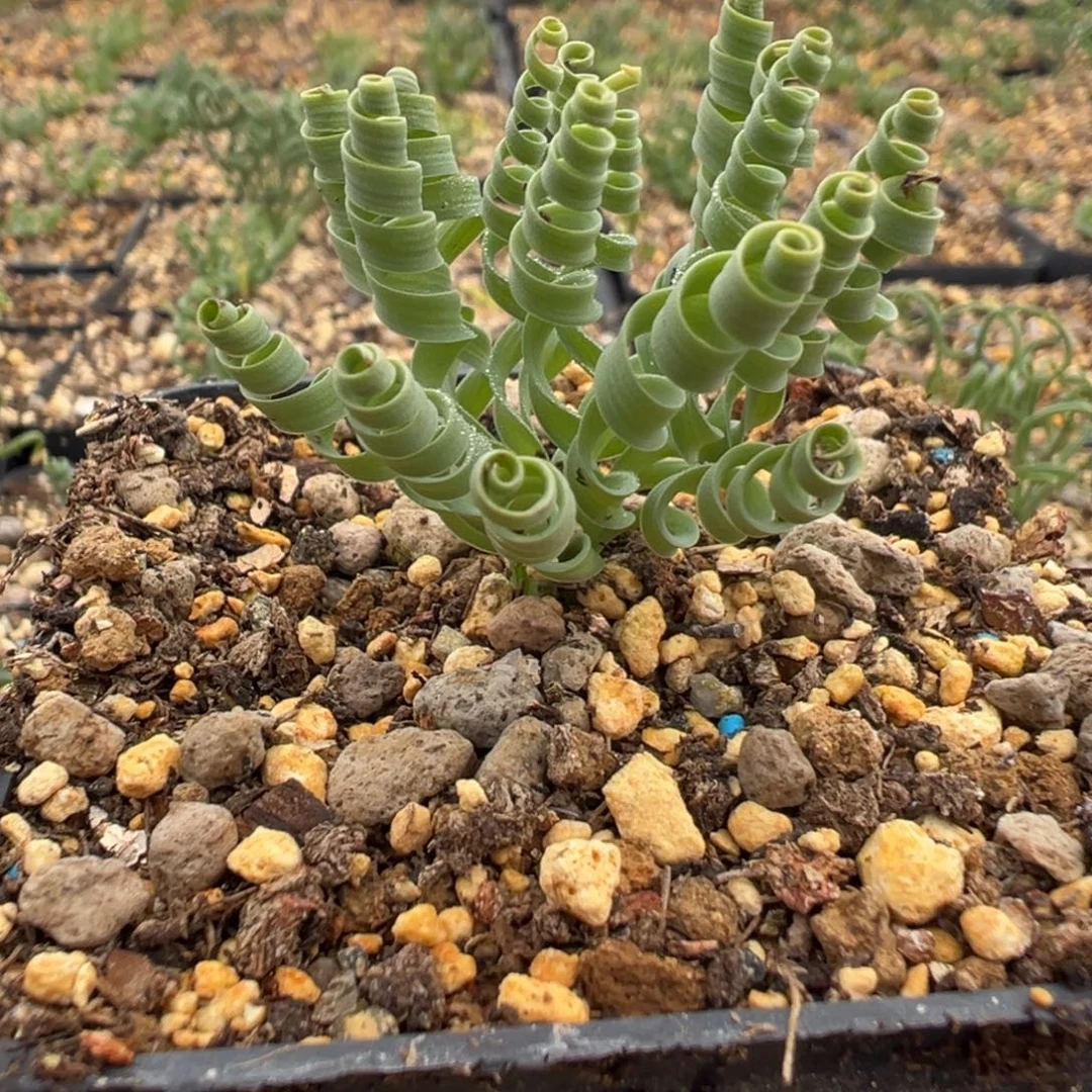 实生根最美发卷弹簧草多肉植物带盆土