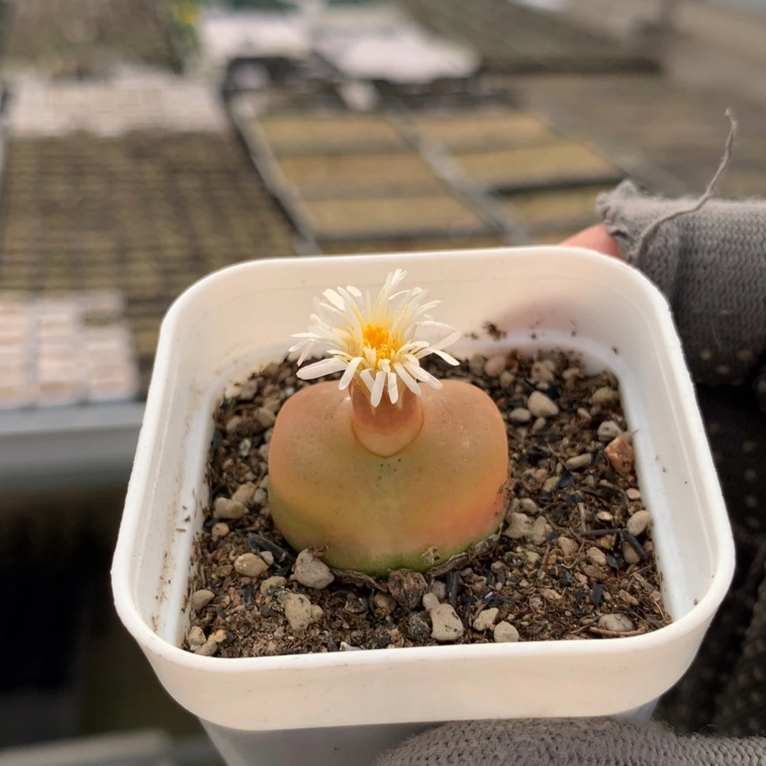 684蟠桃母本一颗