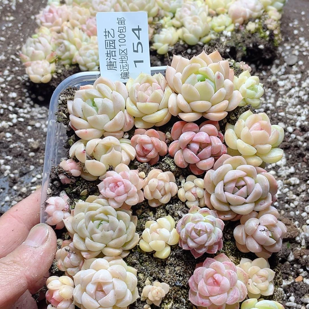 多****富油糖一物一拍154