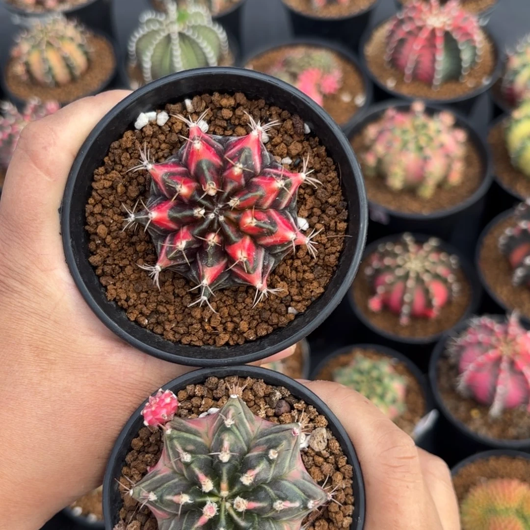 泰系米哈实生仙人球328