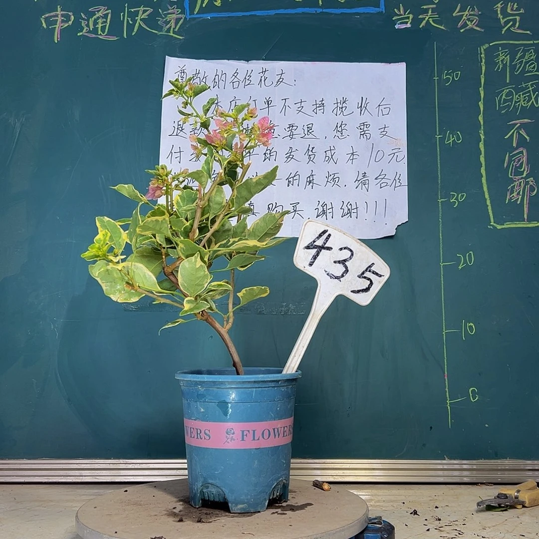 当前无花栽培后可以开花 小斑叶丽人 435