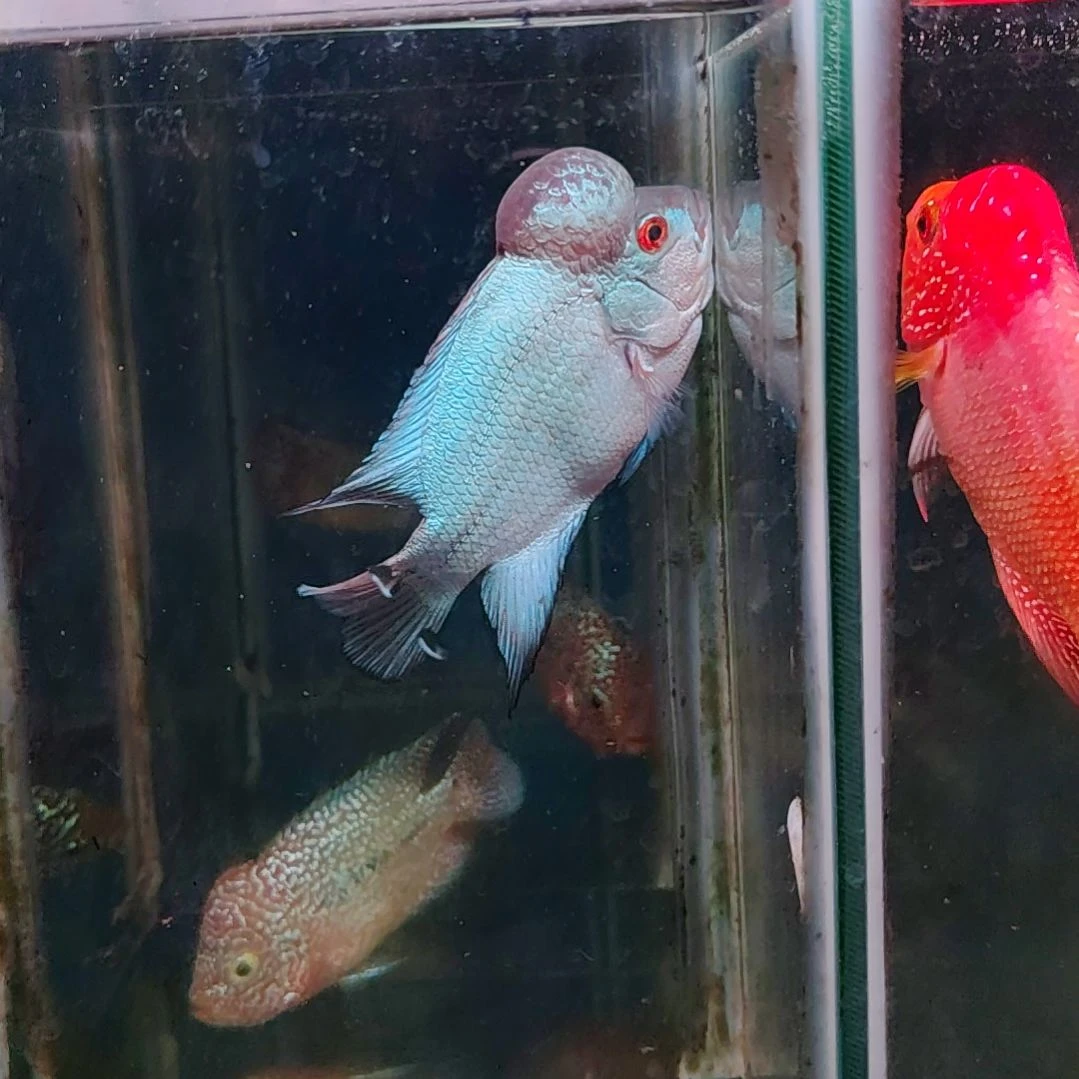 罗汉鱼22222222222222