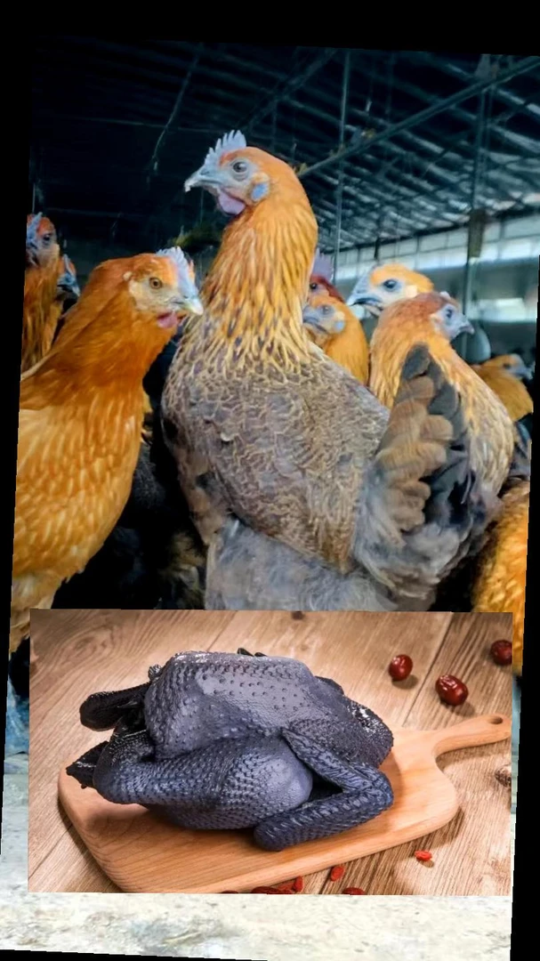 10只云南散养无量山红羽乌骨鸡鲜嫩多汁包邮