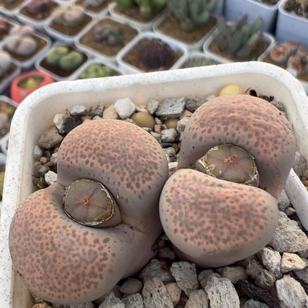 128多肉植物百科植物