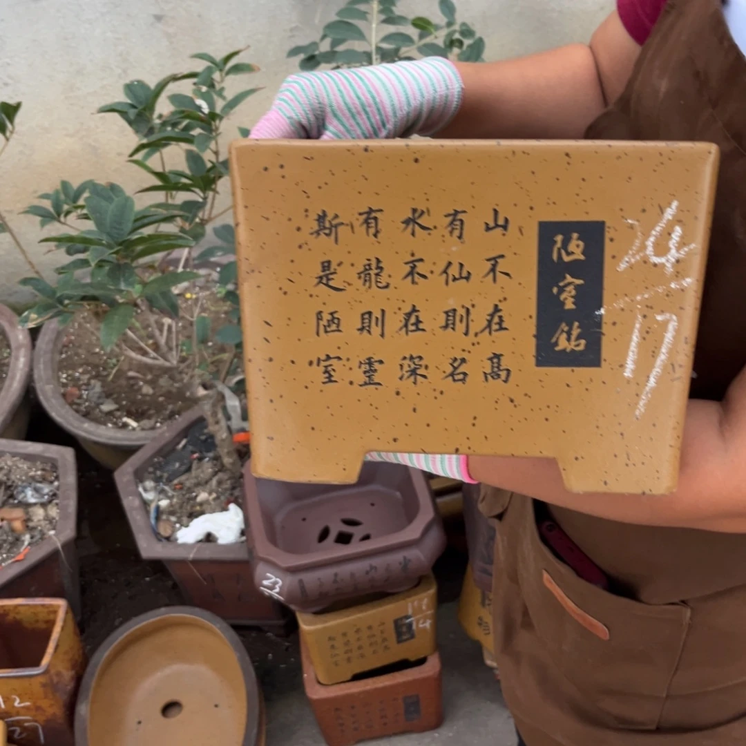 紫砂花盆盆景艺术