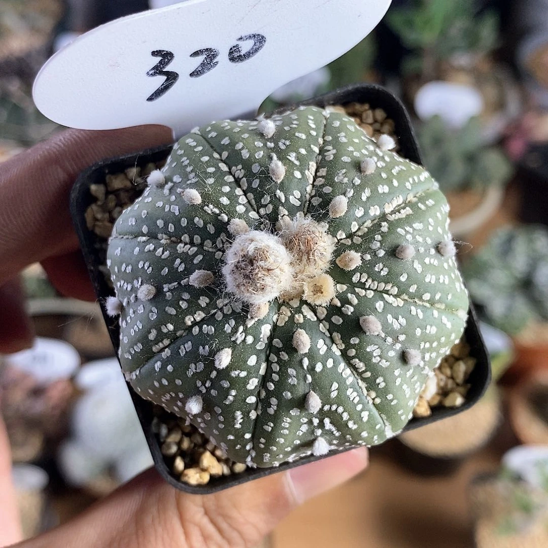 实生星兜5cm      320号