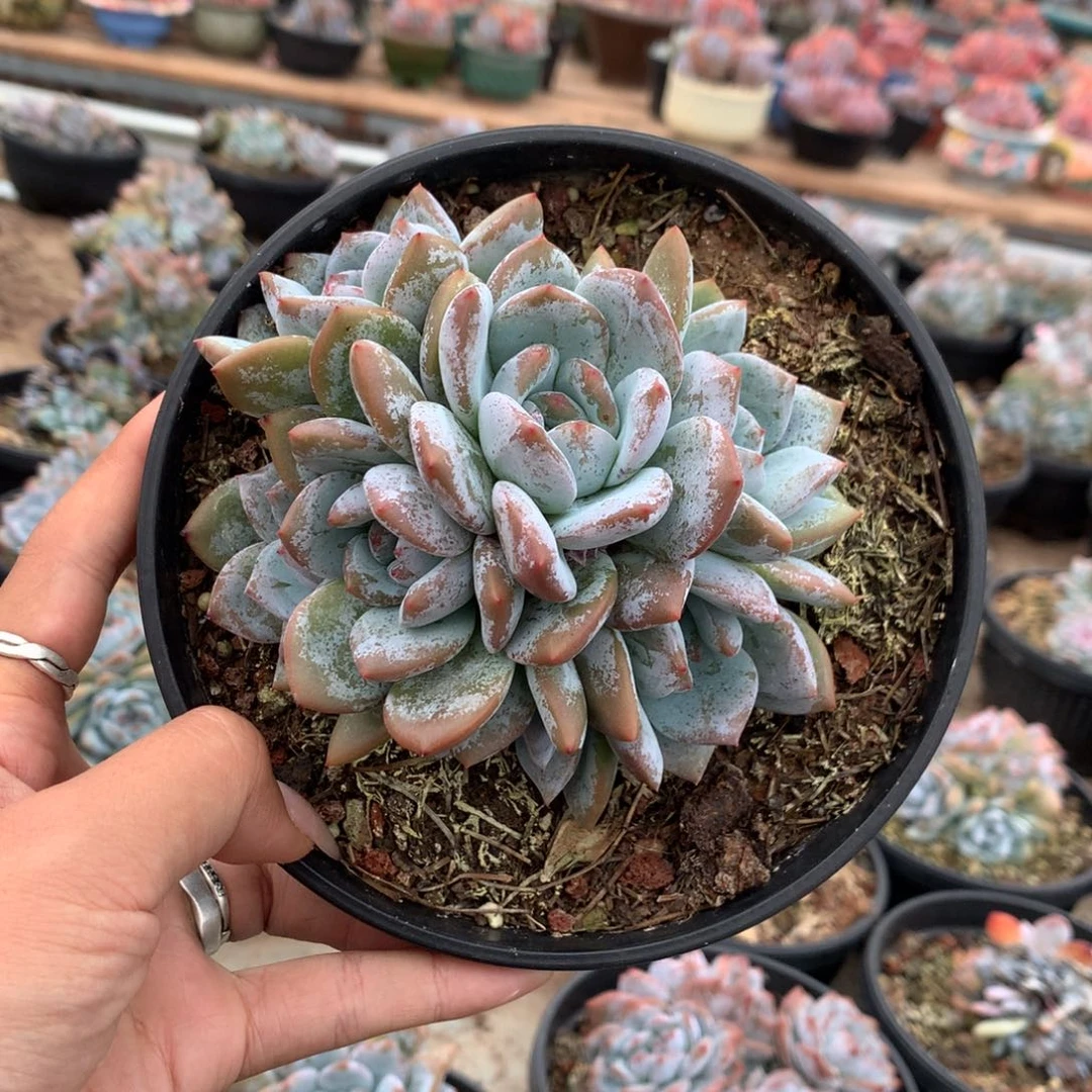 七头石榴籽无砍花花