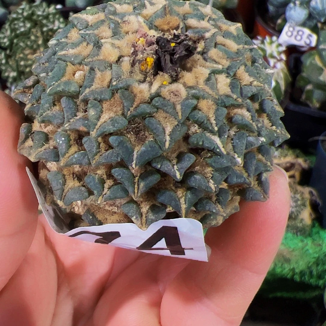 无花朵馒头姬牡丹无根374