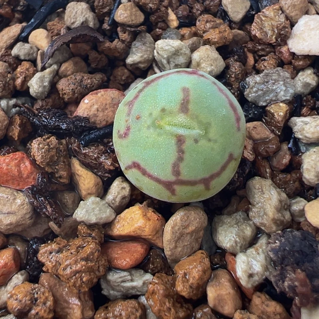 251多肉植物种类多样