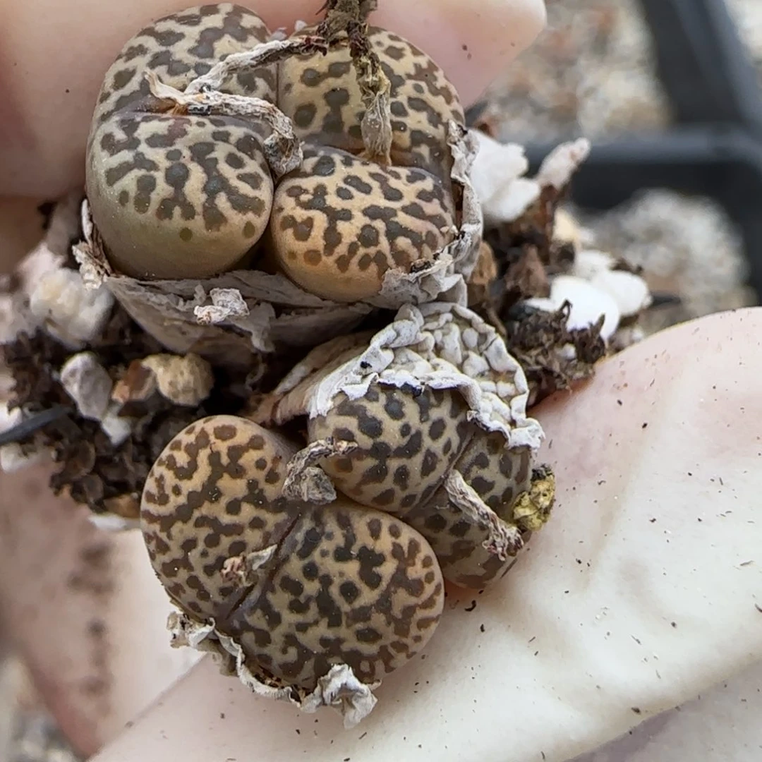 11.7爱萌多肉母本豹纹鸟哈尼8044