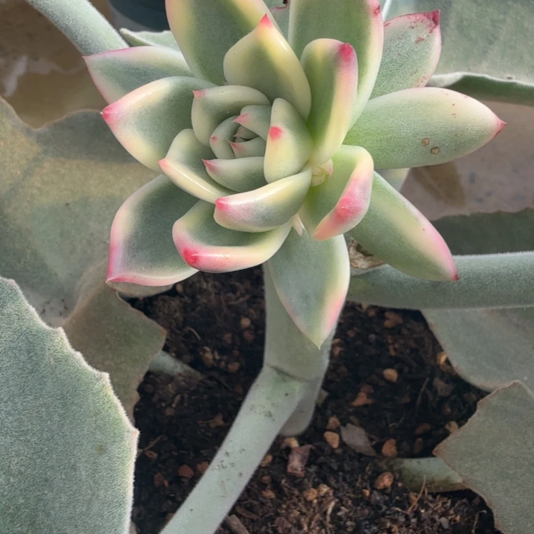 冰颜锦，多肉锦多肉