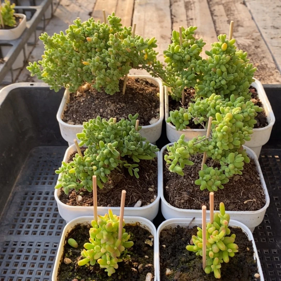 枝干番杏多肉植物146