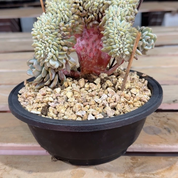 星影树缀无砍叶插