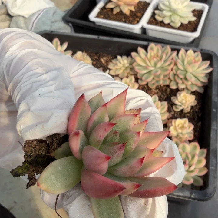 吴钩杂交锦多肉植物