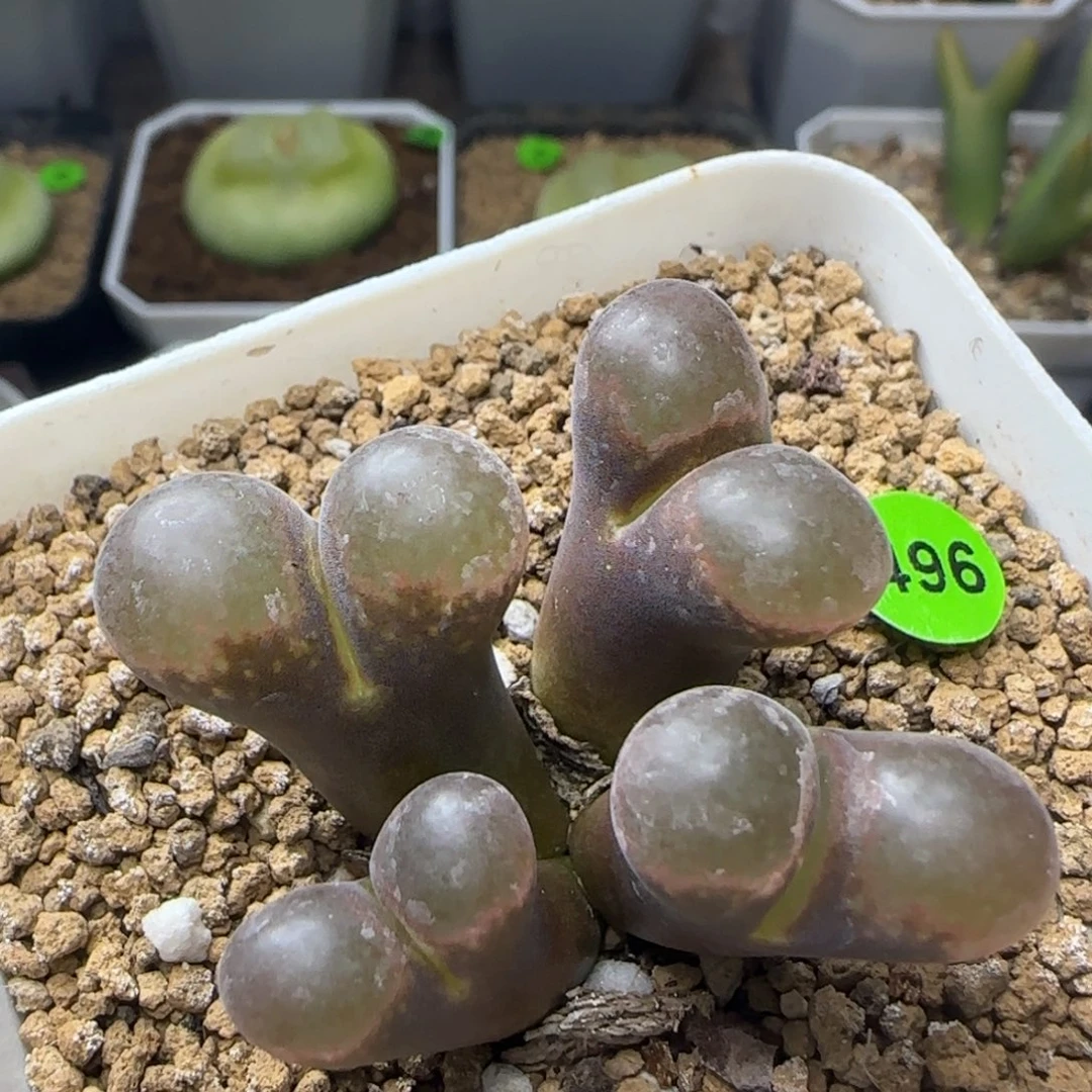 漂漂亮亮多肉植物496