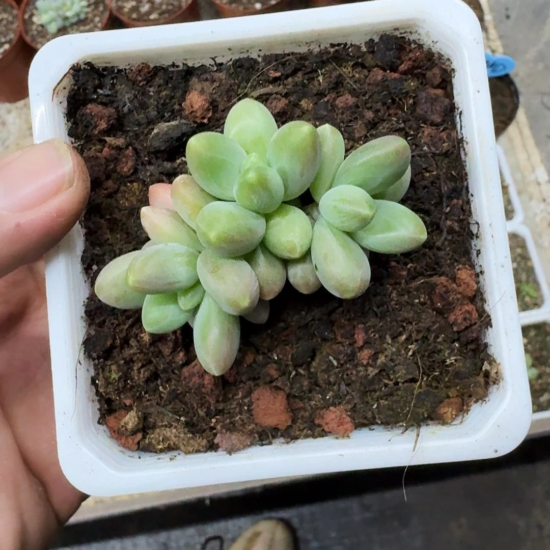 戴蒙德3头  叶插  一物一拍