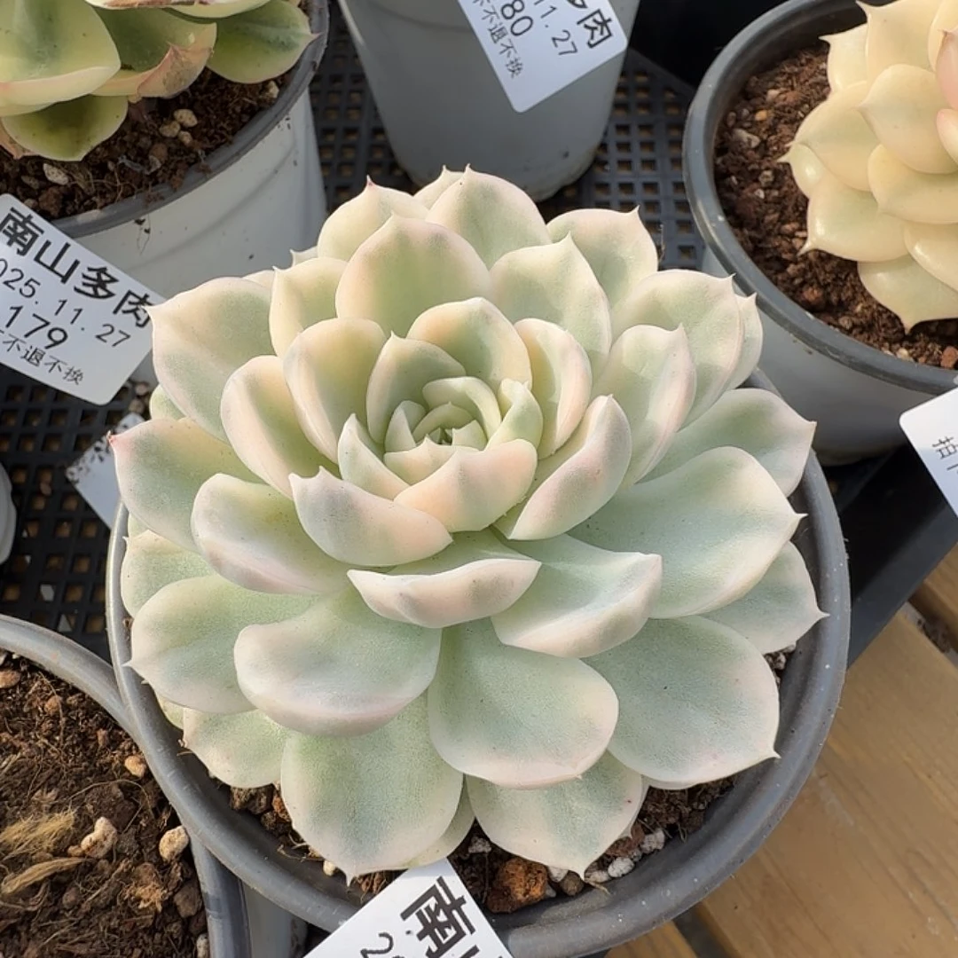 雪球锦11111127-176