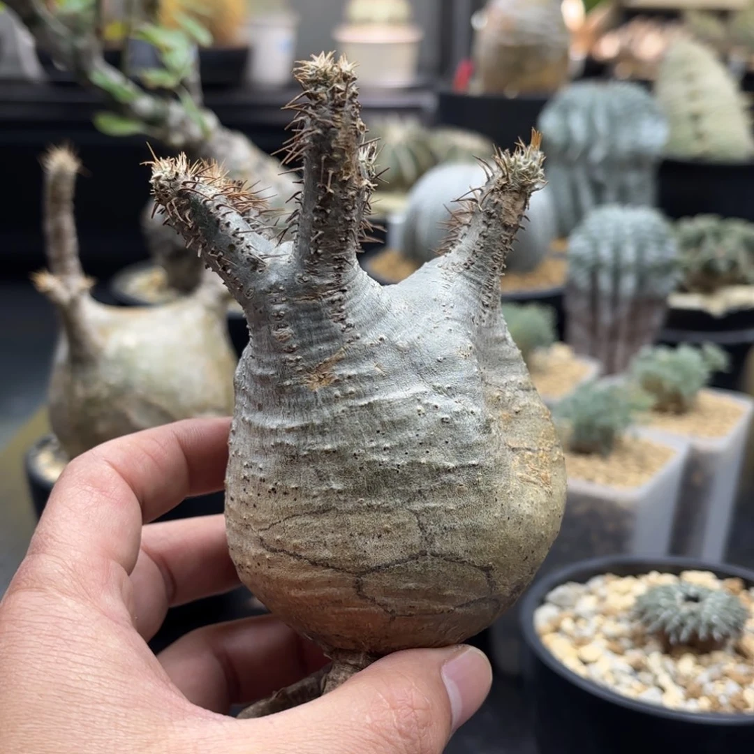 象牙宫寄养带盆包邮的