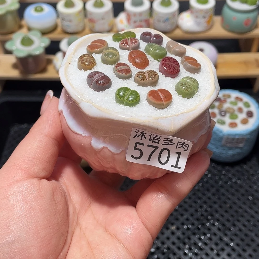 带盆土植物 一物一拍5701
