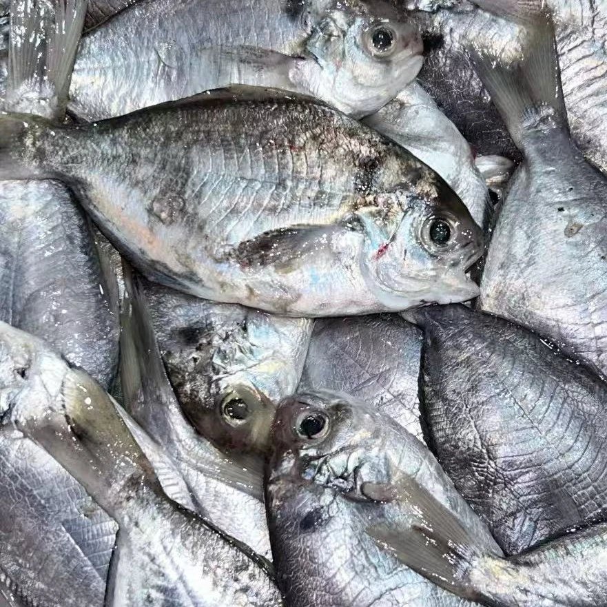 汕尾本港野生南昌鱼