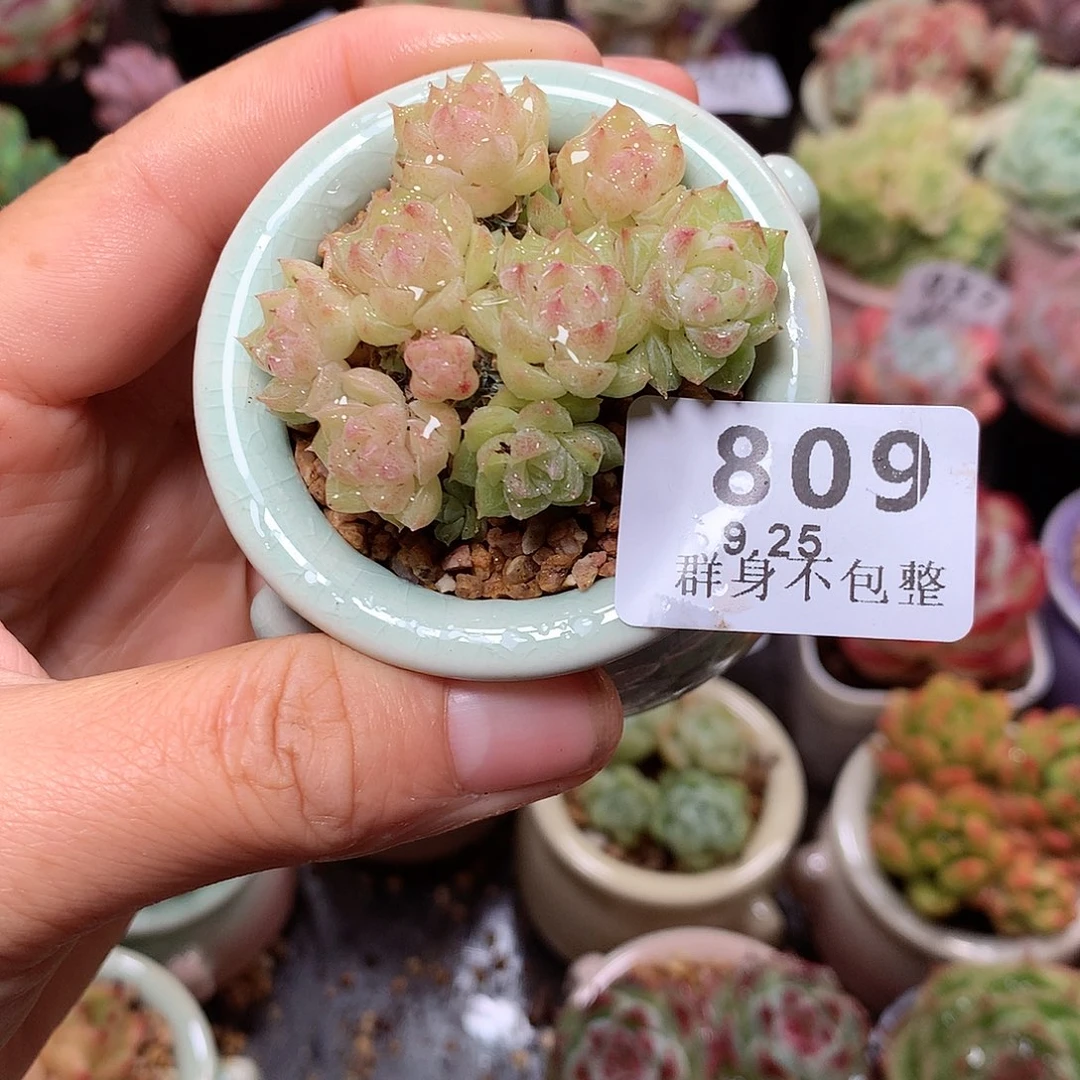 精控拇指盆9.25809
