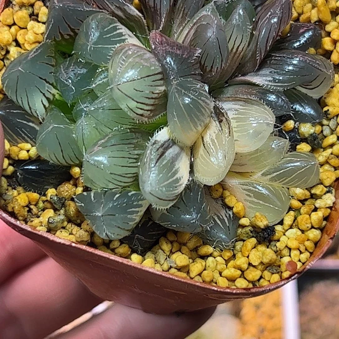 赤线锦群十二卷多肉植物