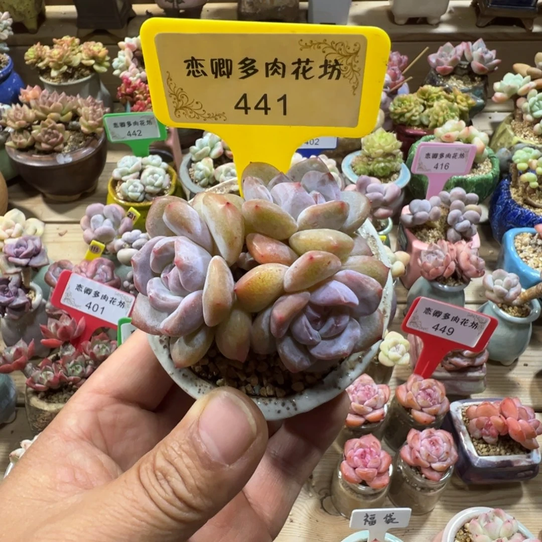441星影老桩3头不带盆