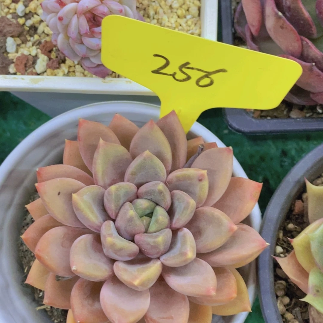 清货转场，一物一拍，看准