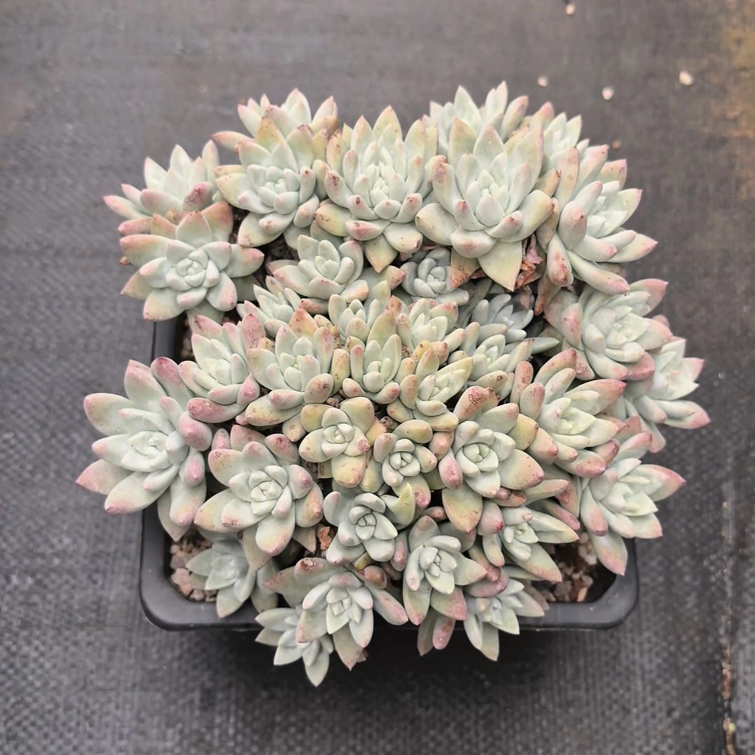 无花朵白姆，多肉植物啦啦啦