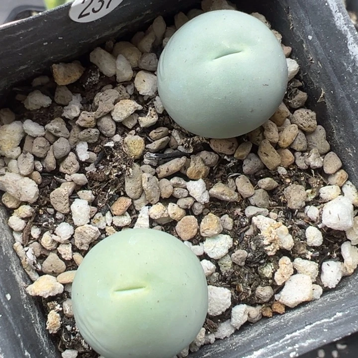 237号这颗多肉有点好看