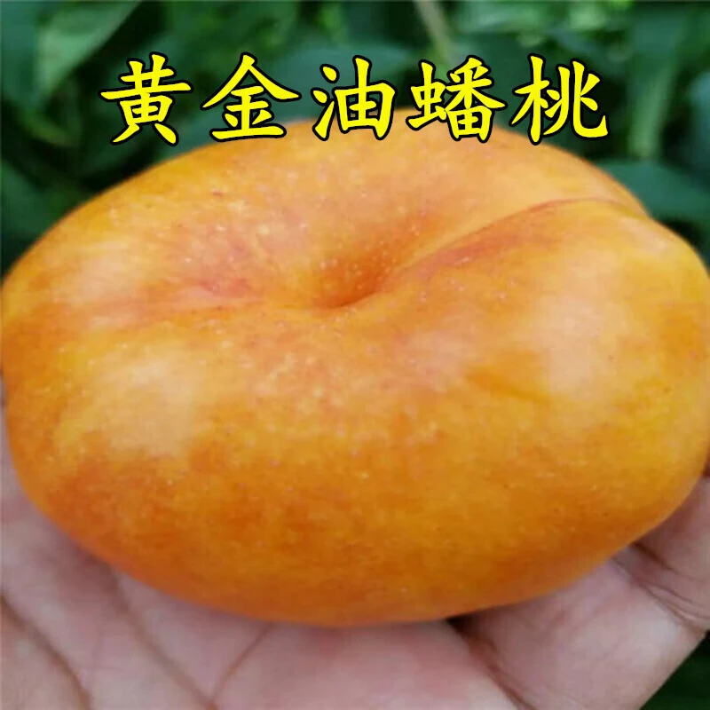 黄金蟠桃树苗 果树 中油蟠7号桃苗新品种黄肉油蟠桃苗嫁接桃苗黄