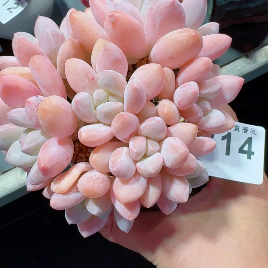 香水群生整装无砍韩版