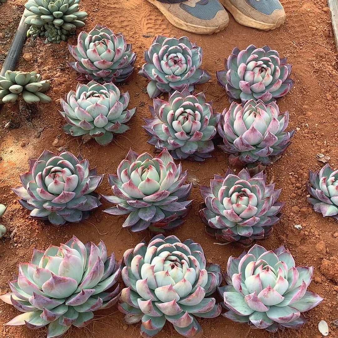 惊鸿仙子20米 一颗