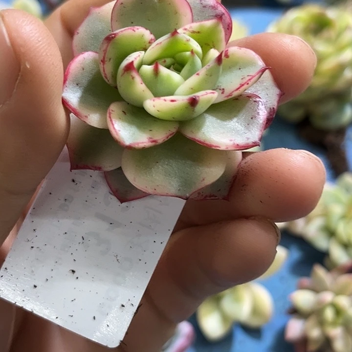 313血斑斗牛士腹轮锦炸