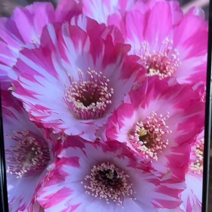 丽花双飞5公分左右满18by