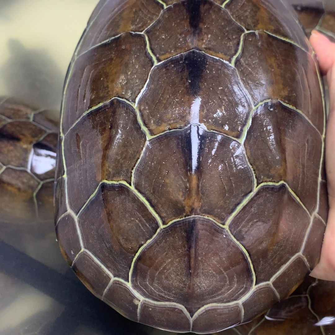 绿毛龟母中华草龟不分公母