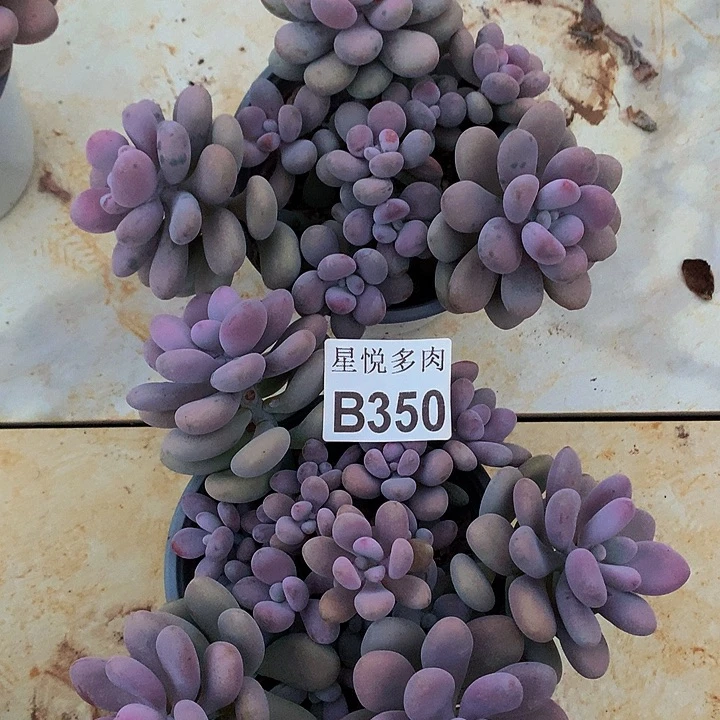水***青星悅多肉       B350