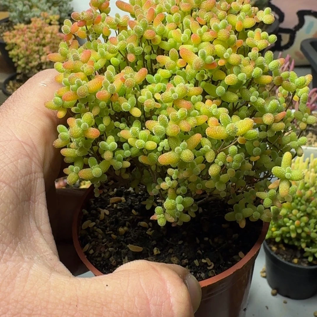 魔**园蜜橘 多肉植物枝干番杏