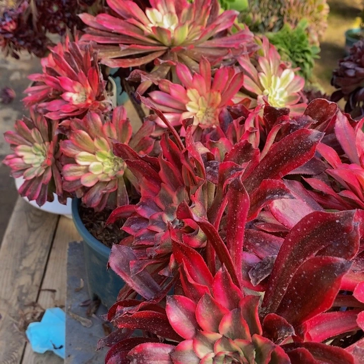 天**莲雪肌多肉1颗多肉1颗