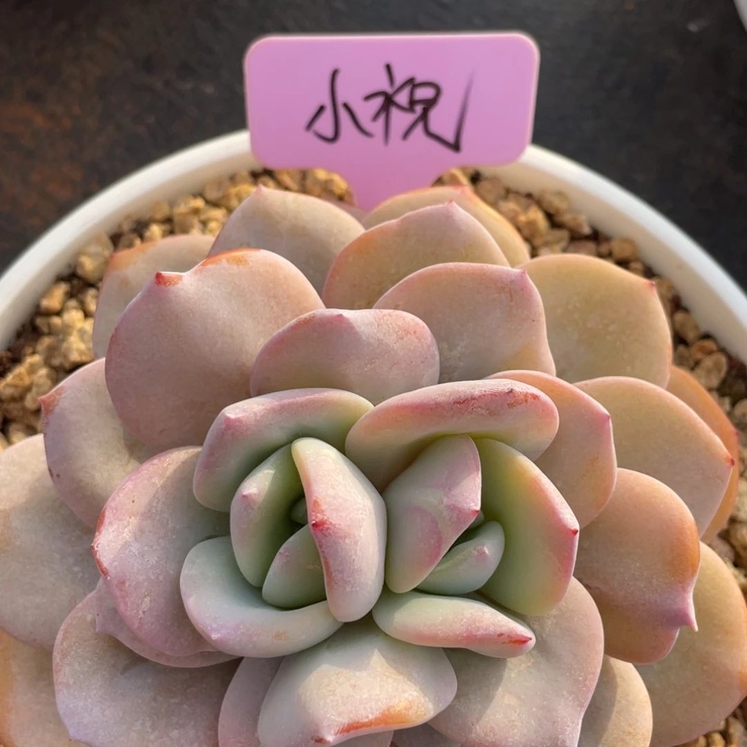 ?*祝姐姐说她真的不是一般喜欢