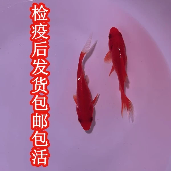 精品小红草锦鲤冷水淡水观赏鱼鲤鱼好看易养耐活适合鲜活新手