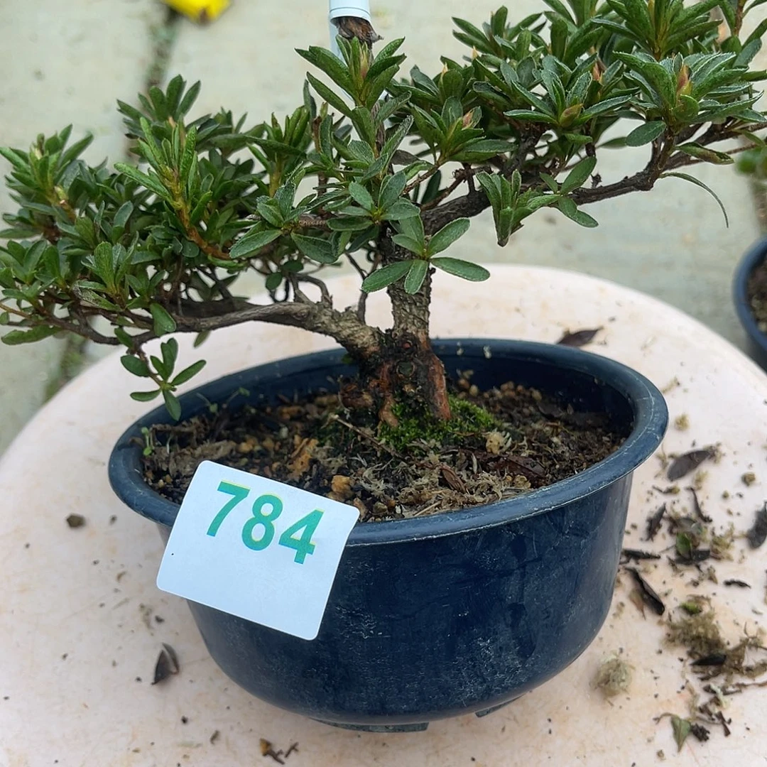 无花朵直播时间一定一起