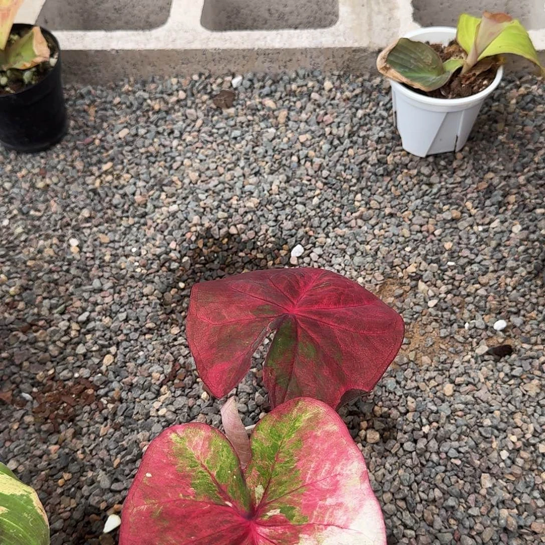 完全开放Q317哈拉巴拉子波