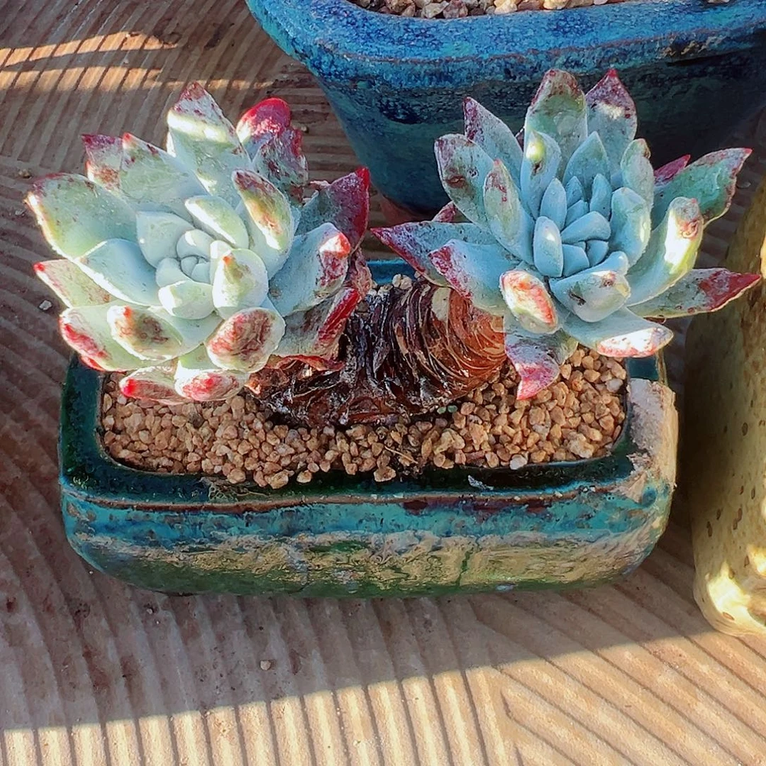 8835大花朵苹果叶仙女杯