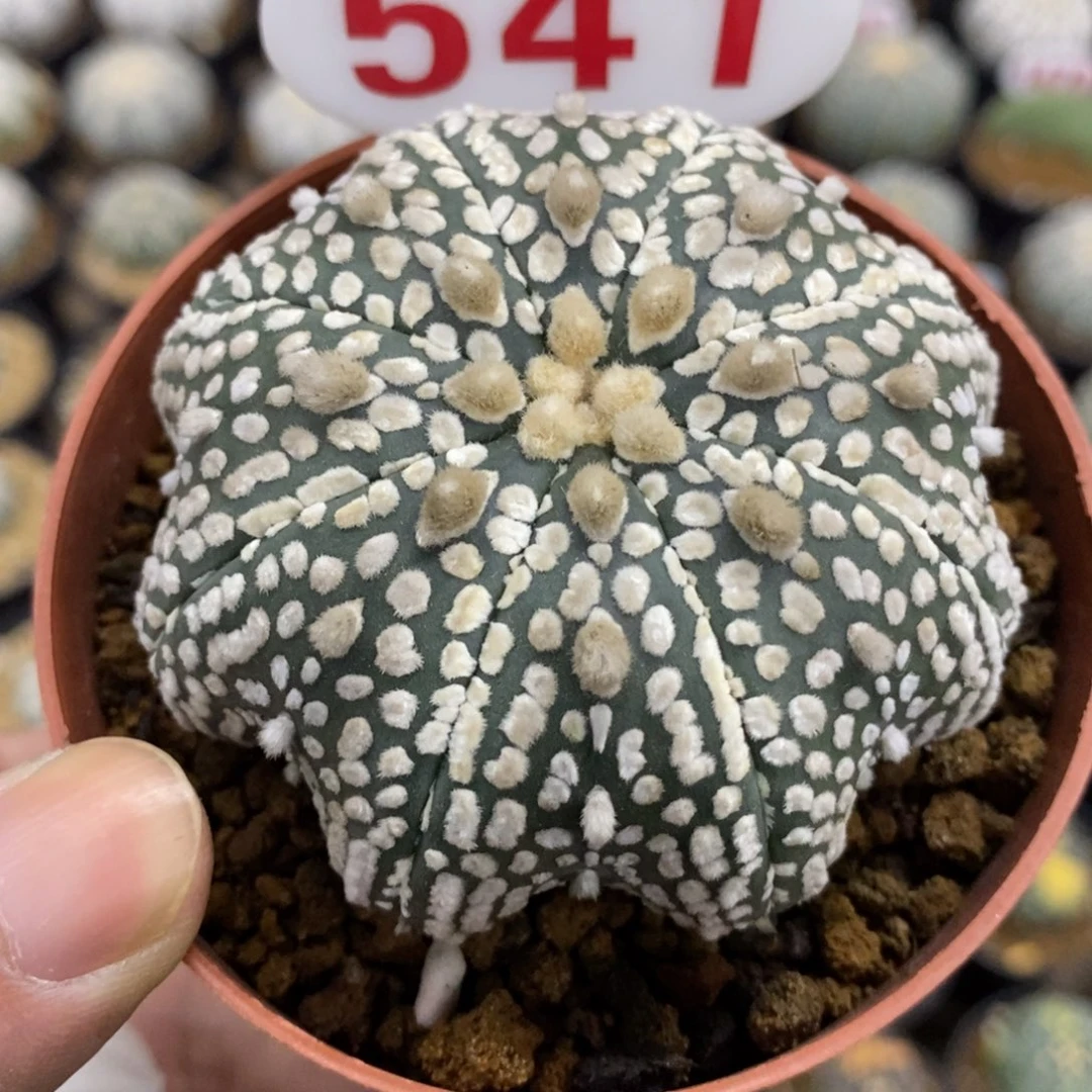 541海星浓白超兜