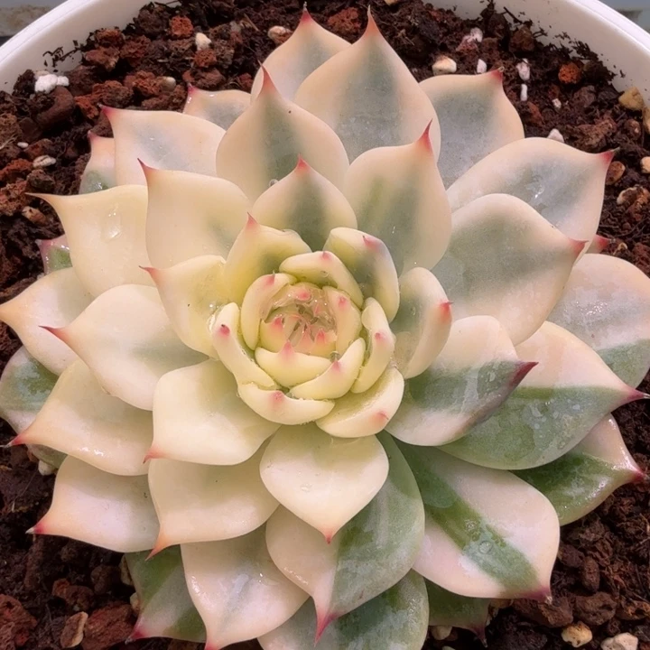吉娃娃锦，多肉植物
