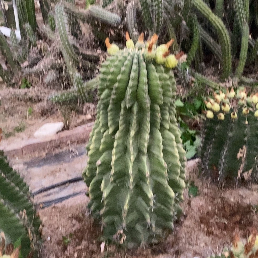 粥***吖00000000000000000000000