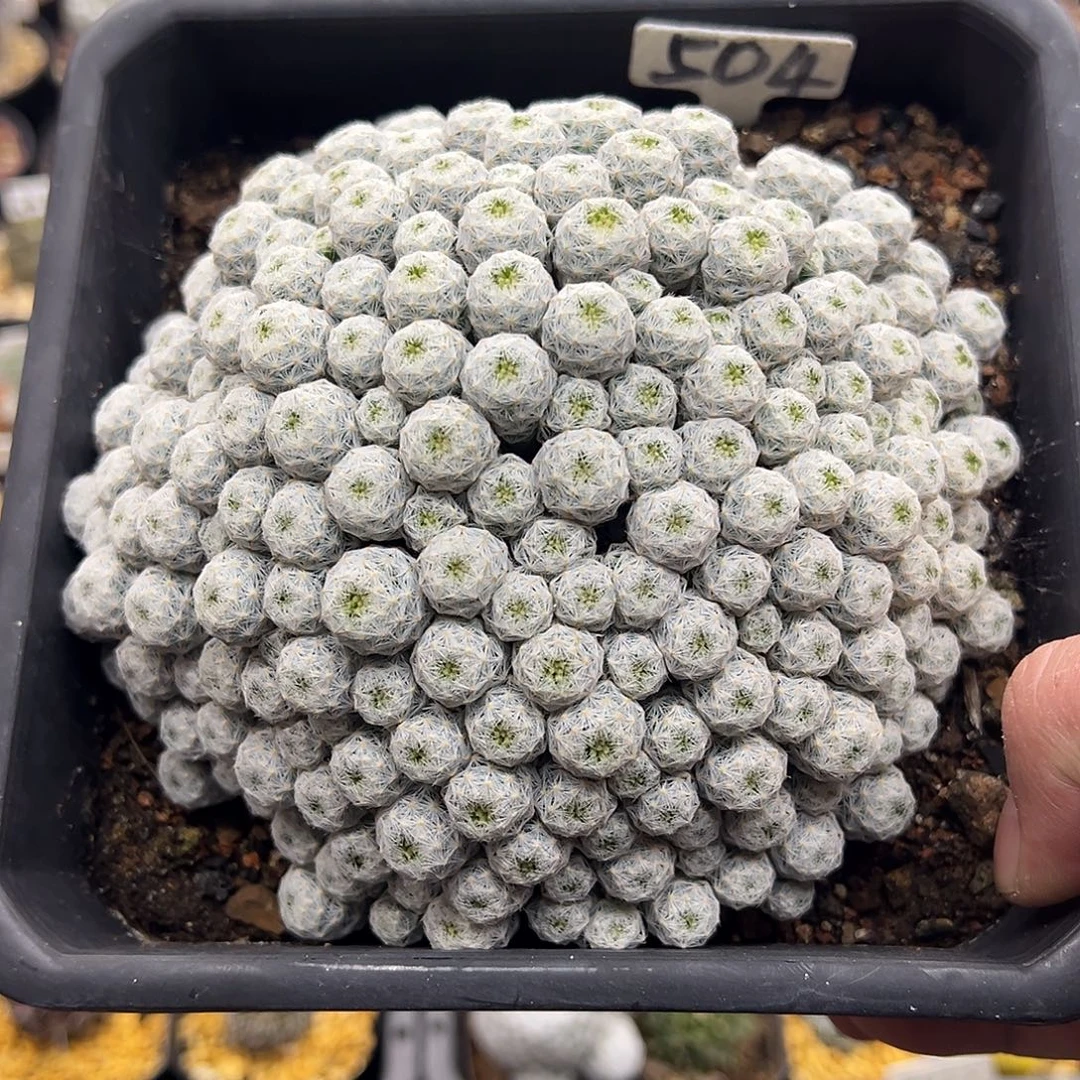 504小优姬春星群实生