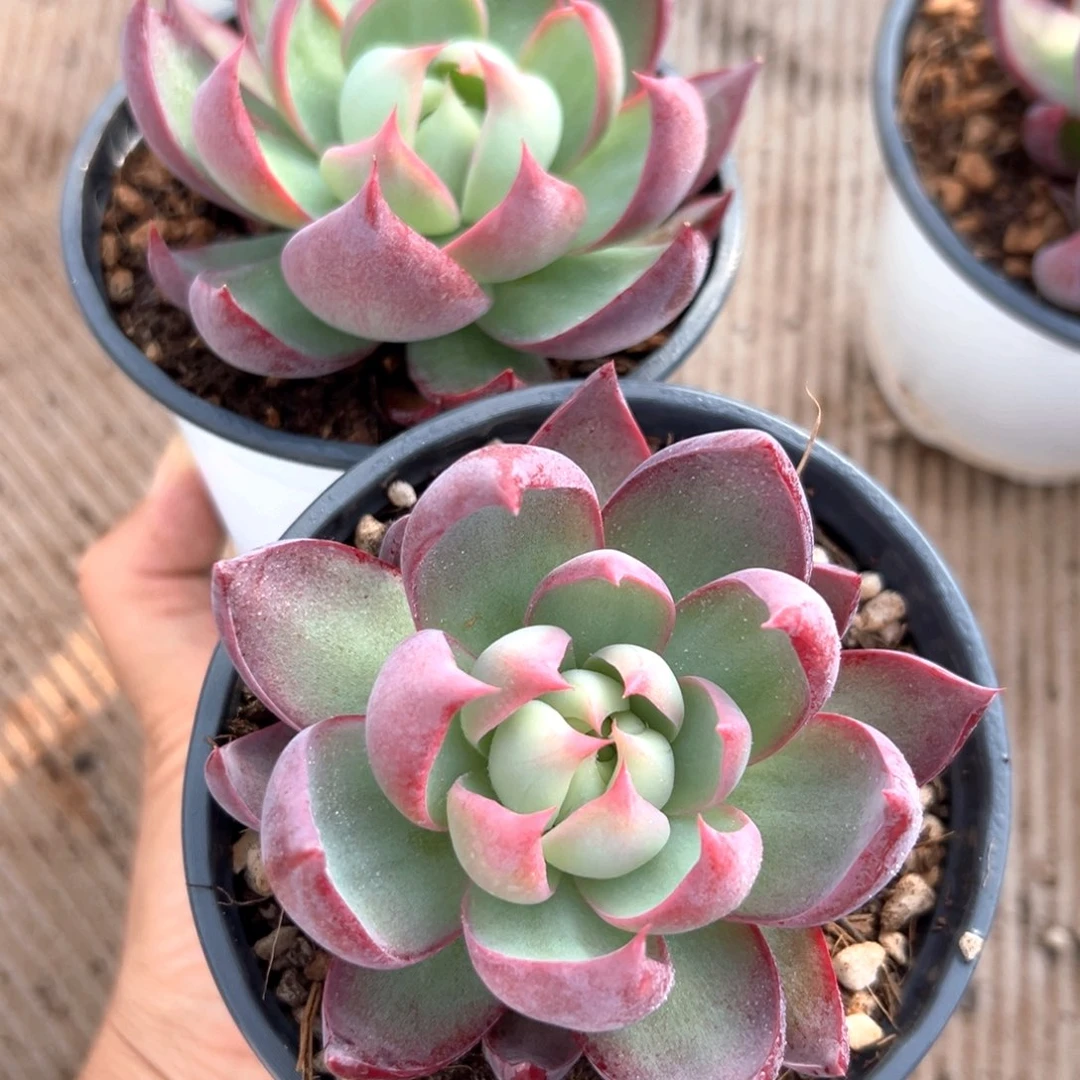 惊鸿 2棵 包邮出比较近