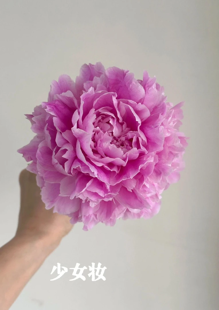 三岁花集--山东基地芍药少女妆（一单也顺丰包邮山东基地直发）